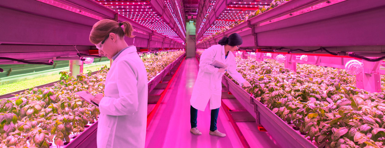 Workshop OK 2018 - Latest Developments in LEDs for Horticultural Growth