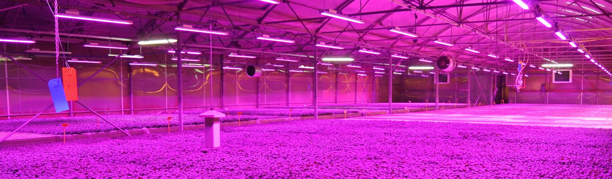 Requalification to LED lighting in greenhouses of S.A.Ba.R. S.p.A.
