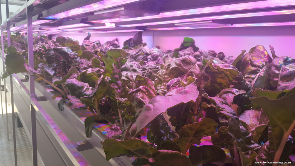 Horticultural Luminaire for Vertical Farming