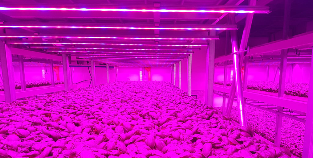 Vertical Farming with Horticultural LED lighting