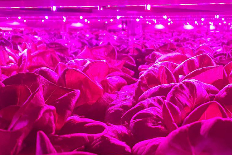 Osram LEDs an integral part of controlled horticulture environment