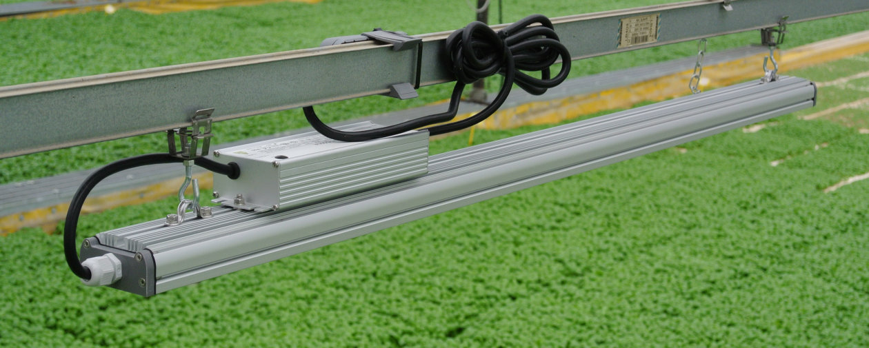 Italian Basil grows quicker and healthier by replacing HPS with Horticultural LED lighting using OSRAM’s Oslon