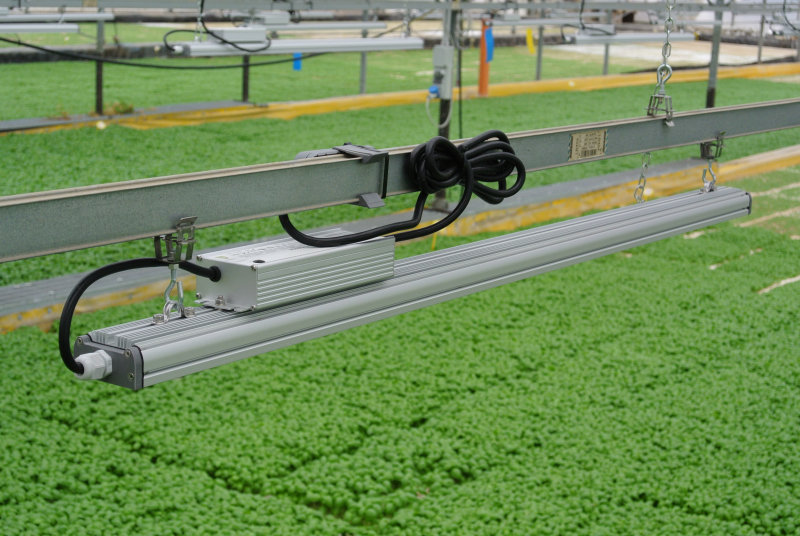Italian Basil grows quicker and healthier by replacing HPS with Horticultural LED lighting using OSRAM’s Oslon