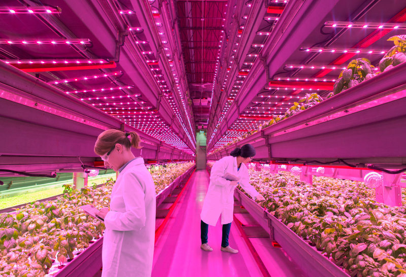 Horticulture Lighting: Think Pink!
