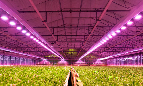 Iluminación para Horticultura - LED, componentes, productos y soluciones para la iluminación de cultivos, granjas urbanas y bioingeniería basada en LED