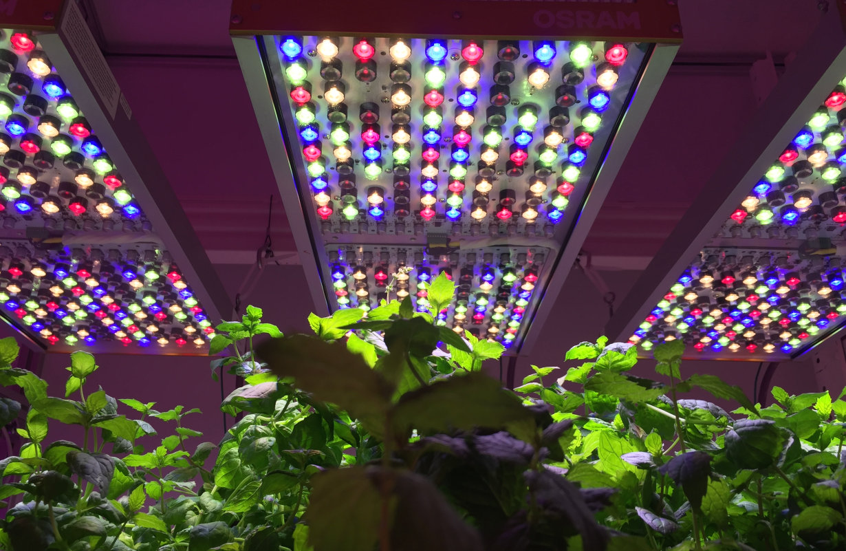 horticultural LED light