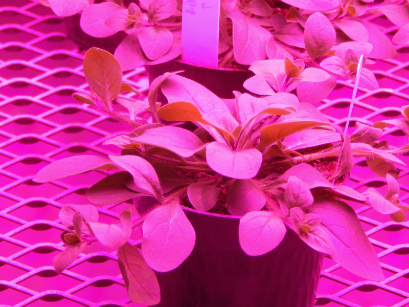 Horticulture Lighting - Growing Life