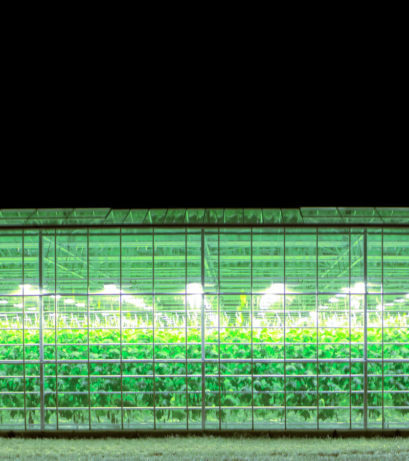 Greenhouse with LED lights on