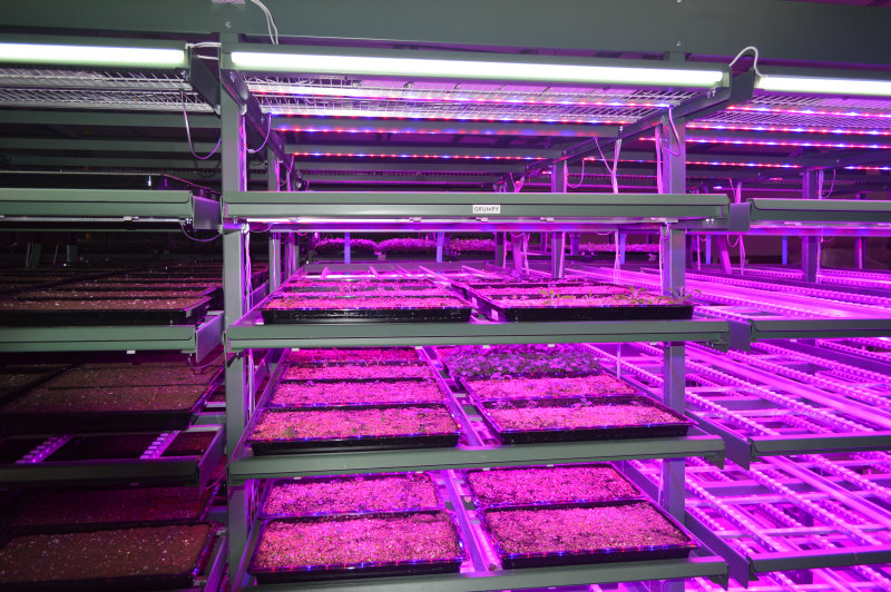 FarmEcology: Osram Lights the Way to better Food at Vertical Farm