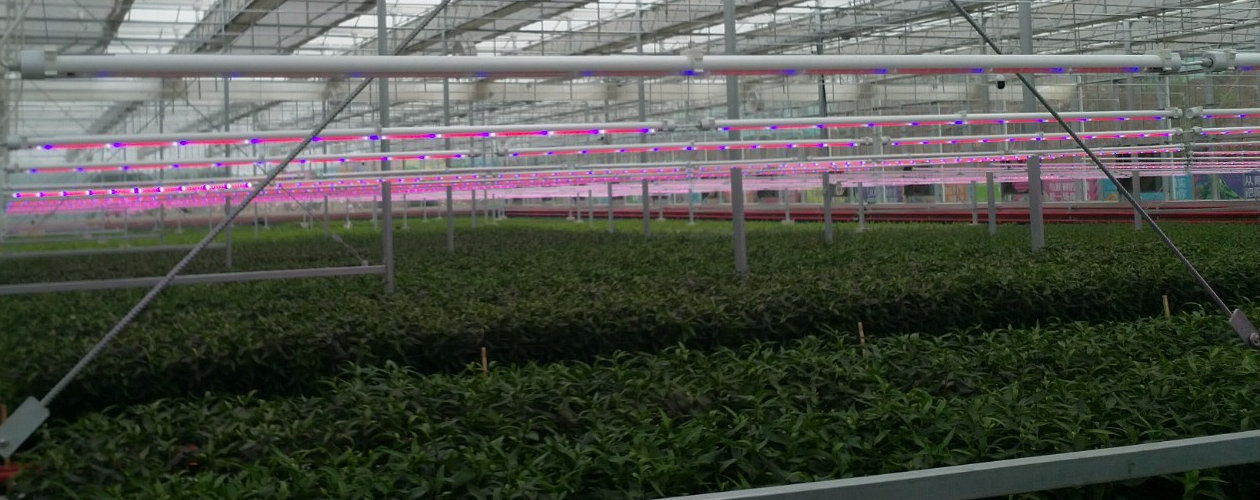 With the completion of the greenhouses in the Chinese province of Hebei, fruit, vegetables and various flowers have been planted in a total area of 24,000 square meters.