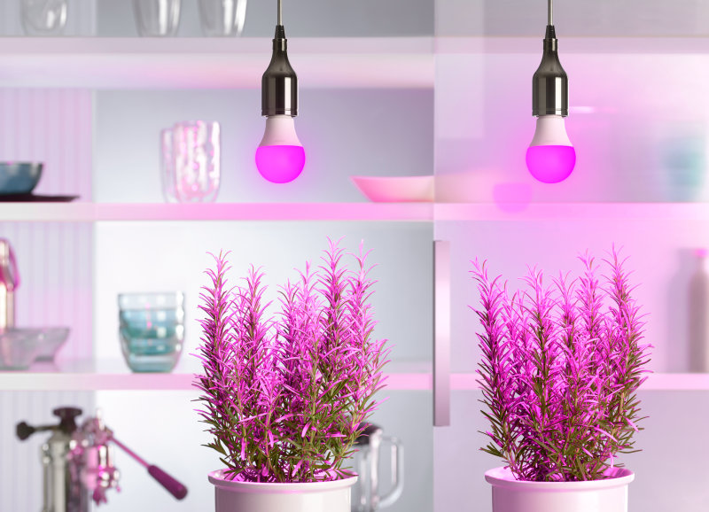 Purple Power for Horticulture Lighting